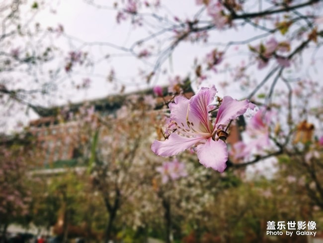 【色彩】+万千粉黛装点羊城