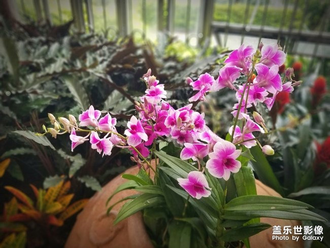 【色彩】+万千粉黛装点羊城