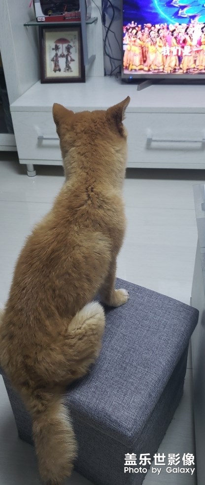 看电视