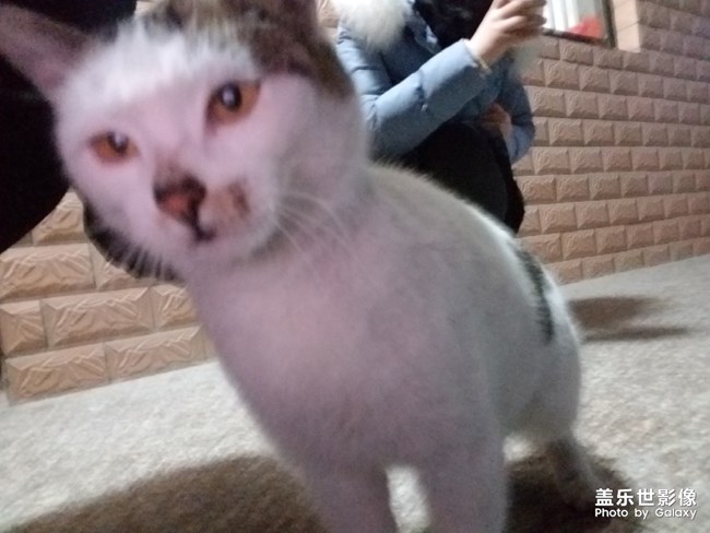 猫