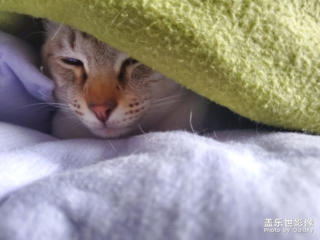 s10随手拍猫片