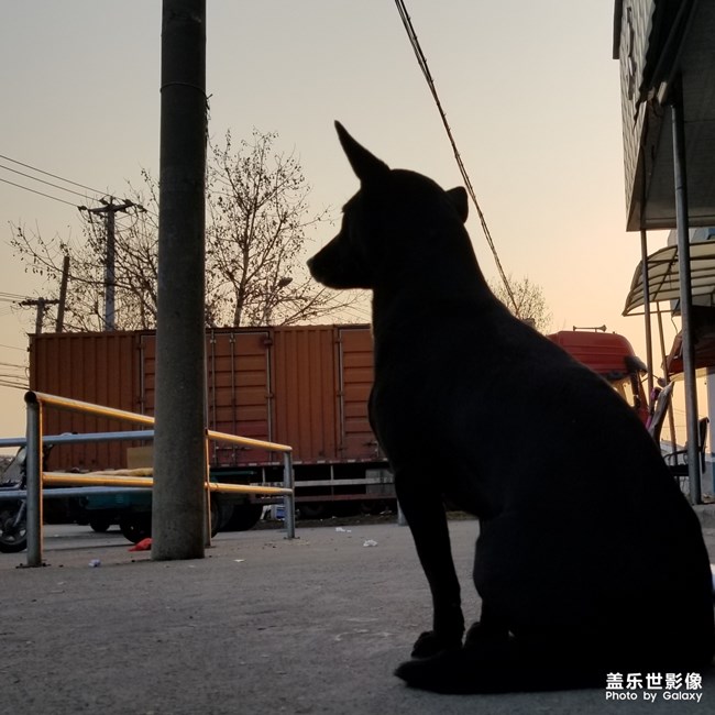 狗狗