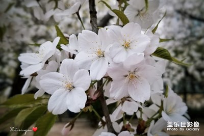 【风光之美】+春花