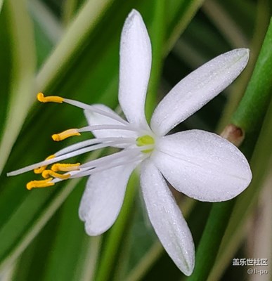 院子随拍，s10的相机惊艳