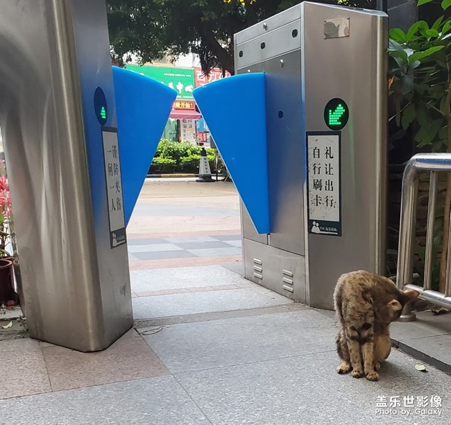 大世界下的小猫咪