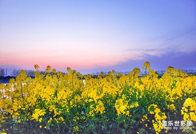 【阳光的味道】+春暖花开