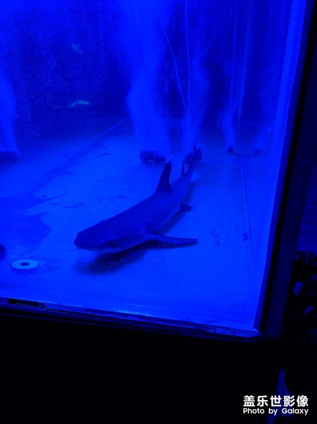 夜拍的小鲨鱼