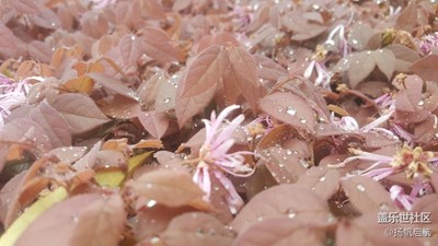 这是什么花，长得像塑料一样
