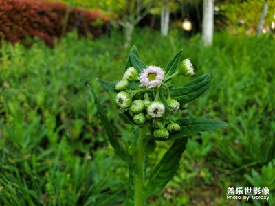 【阳光的味道】+阳光下的花花草草