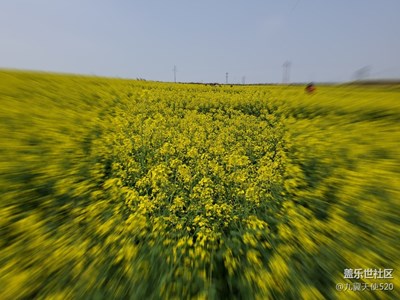 S10plus拍的油菜花。阴天拍的！