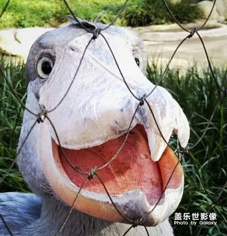 这是我领养的孩子