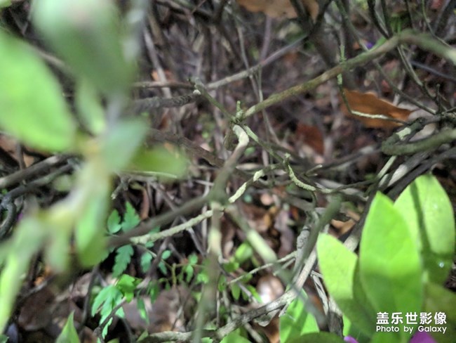 移植版的谷歌相机。。。。算法真的很6批