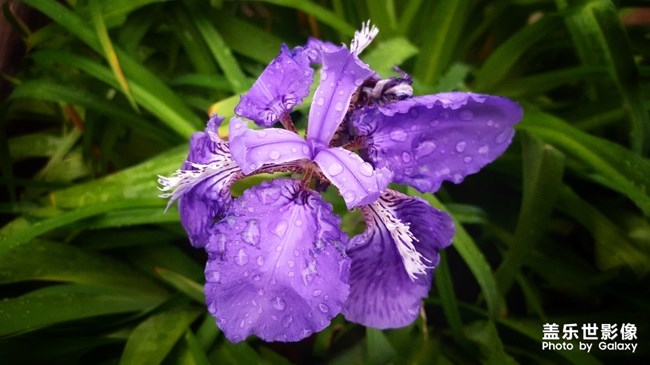 雨露 绿叶 花