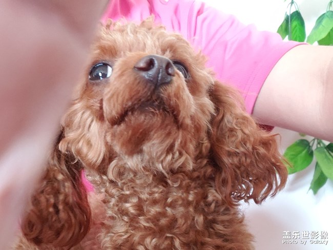 傲娇的公主