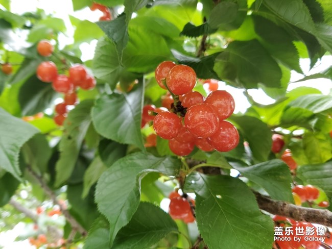 樱桃红了