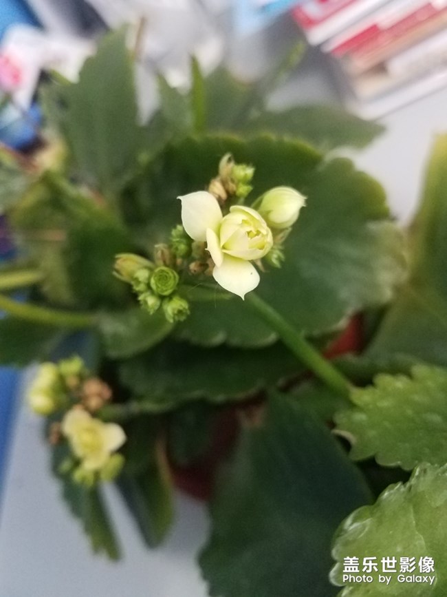 长寿花