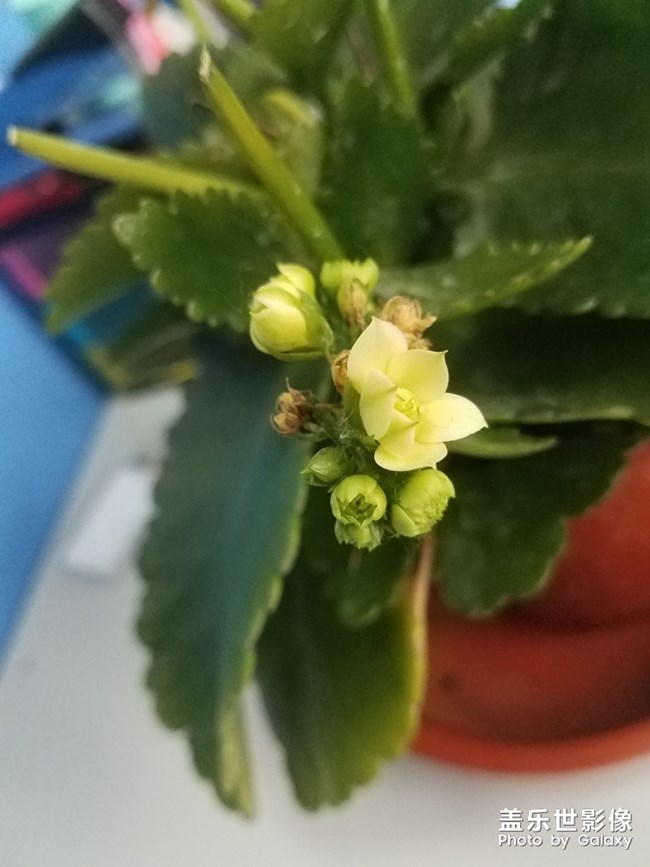 长寿花