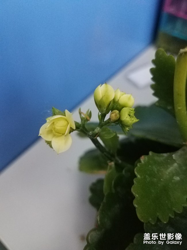 长寿花