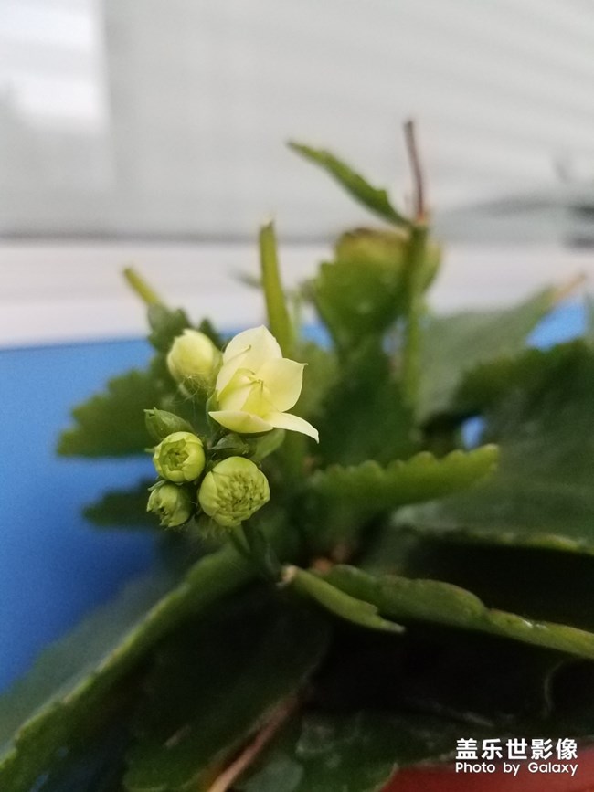 长寿花