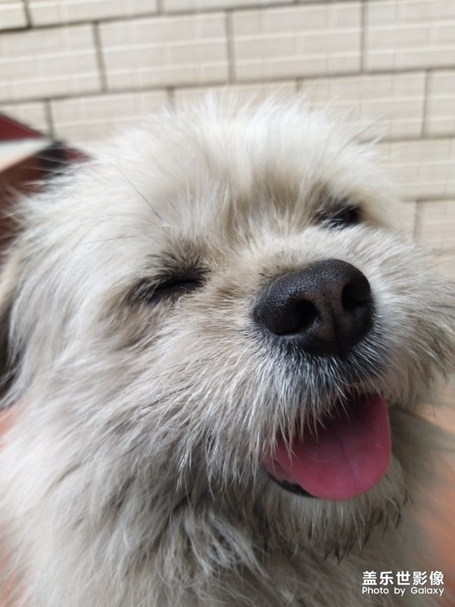 可爱宠物