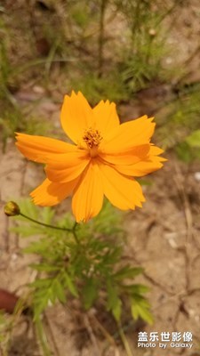 花花草草之 张大人花1