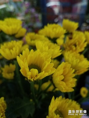 花花草草之 雏菊