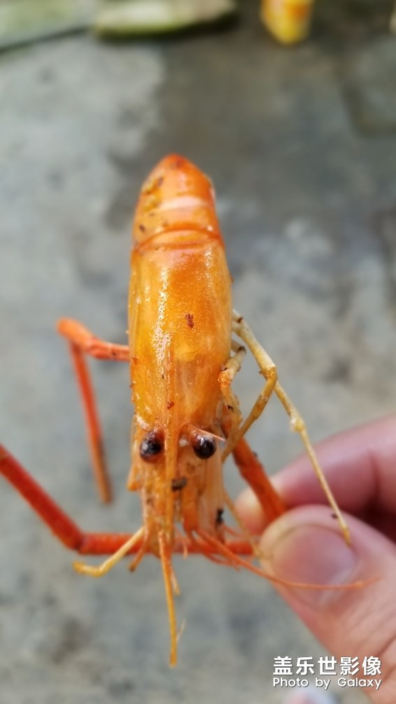 美食