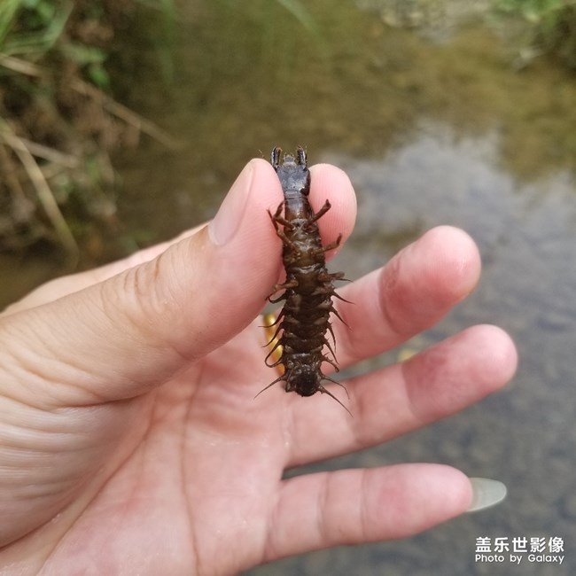 美食