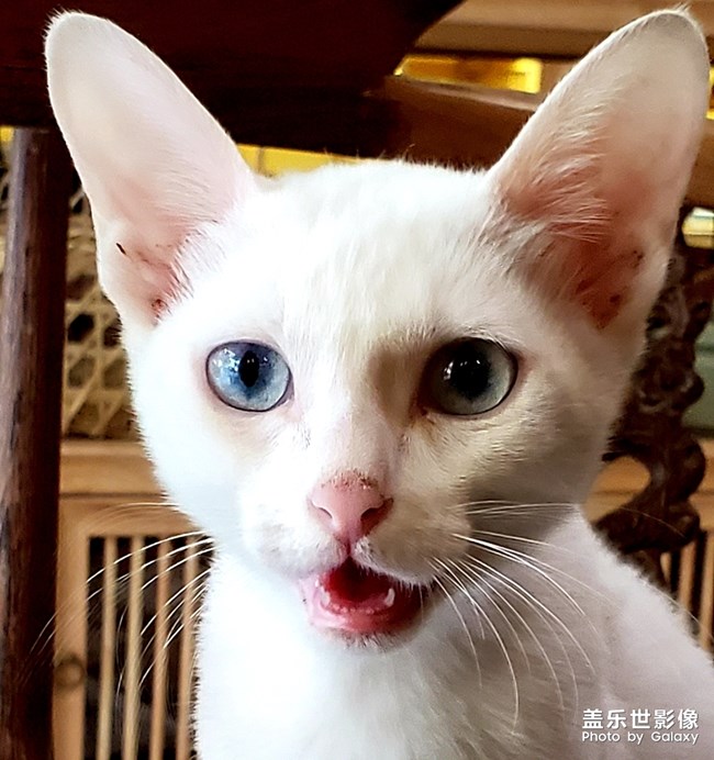 【宠物美照】不配合的白猫
