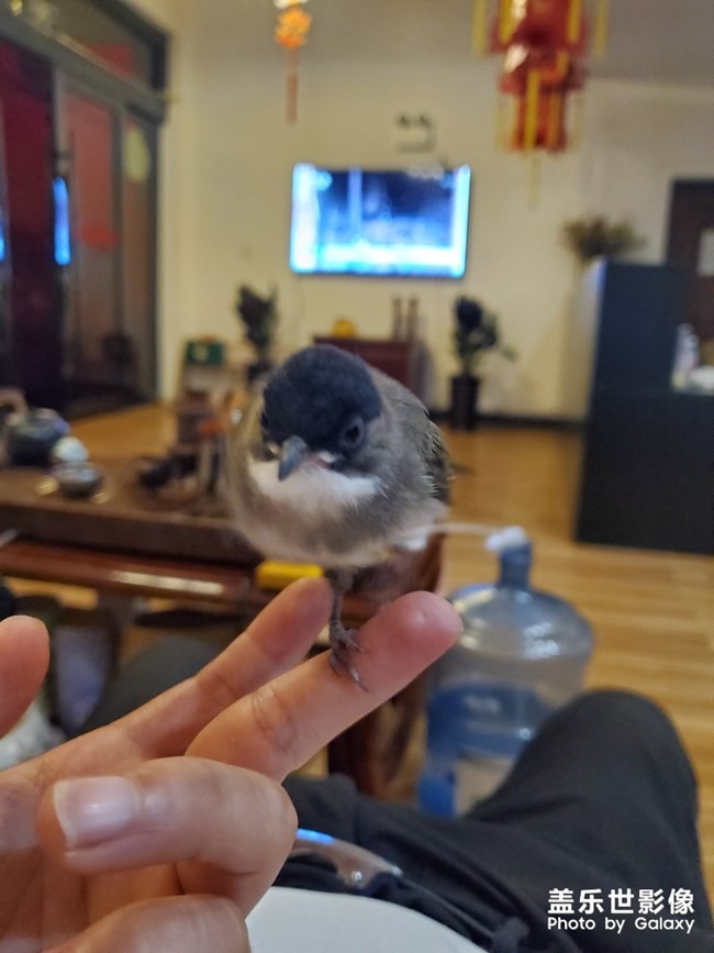 我是一只小小鸟