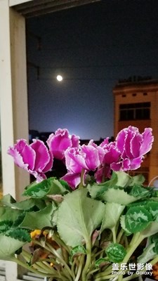 【心水好物】+花卉