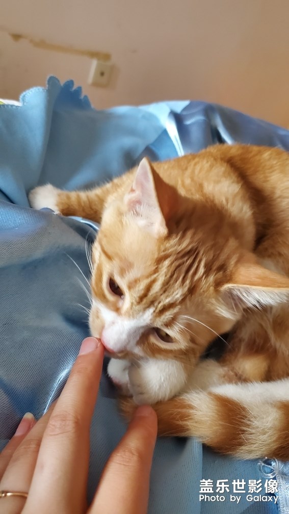 【家有萌宠】 ＆ 家有猛宠