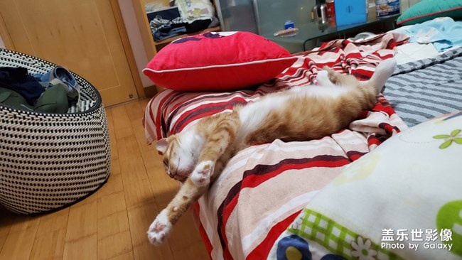 【家有萌宠】 ＆ 家有猛宠