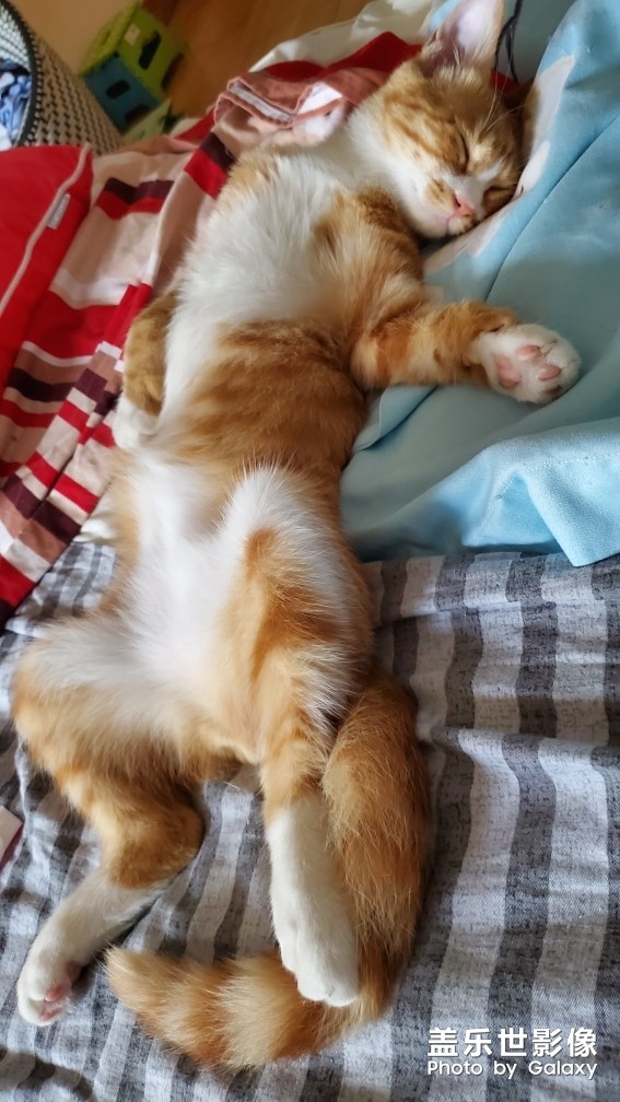 【家有萌宠】 ＆ 家有猛宠