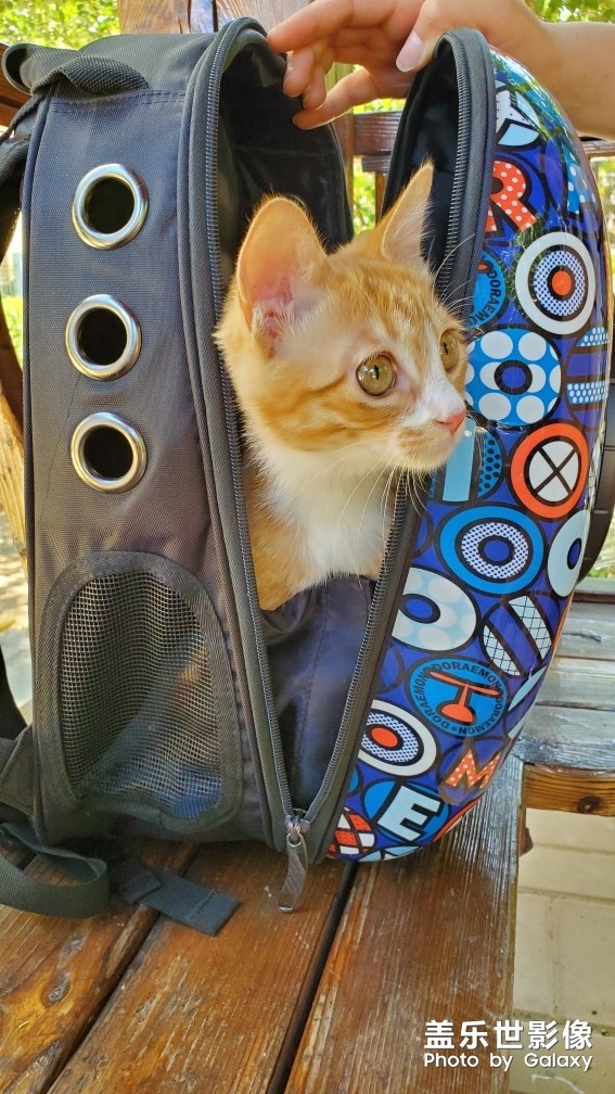 【家有萌宠】 ＆ 家有猛宠