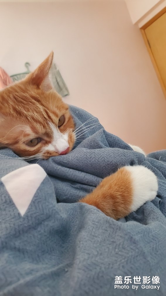 【家有萌宠】 ＆ 家有猛宠