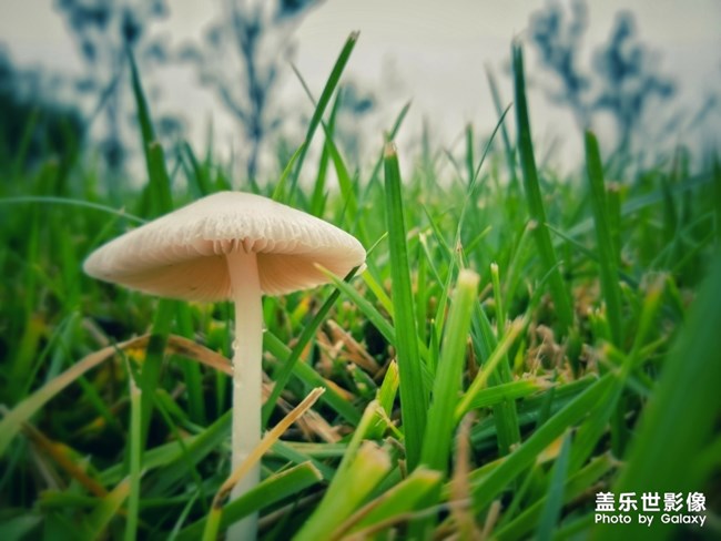 【每周星鲜事04】三星Galaxy Note10系列正式首销 【每周星鲜事04】三星Galaxy Note10系列正式首销