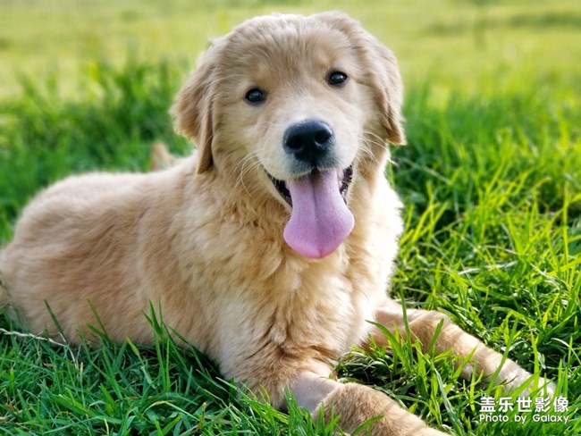 快乐的狗子