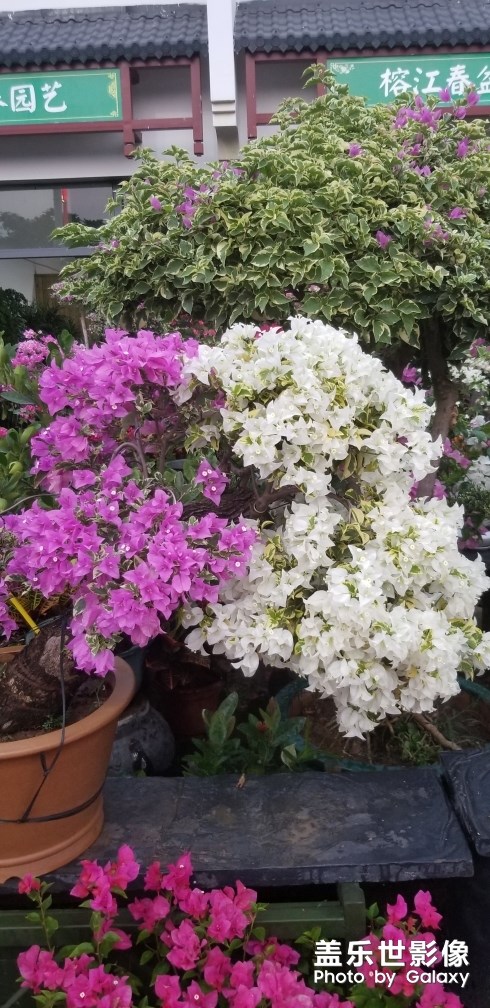 三星S8+死机了怎么办？