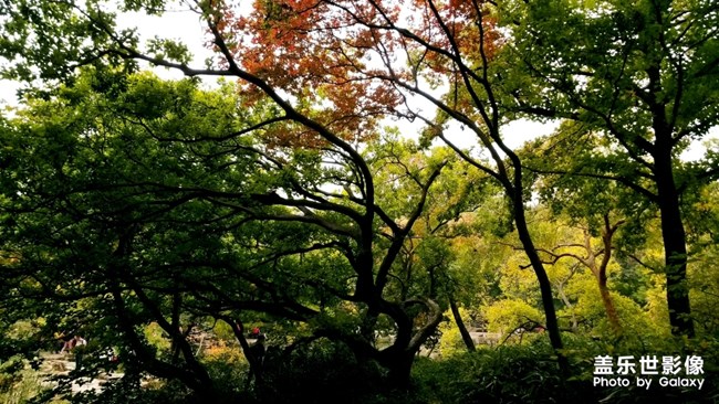 天平山红枫之旅