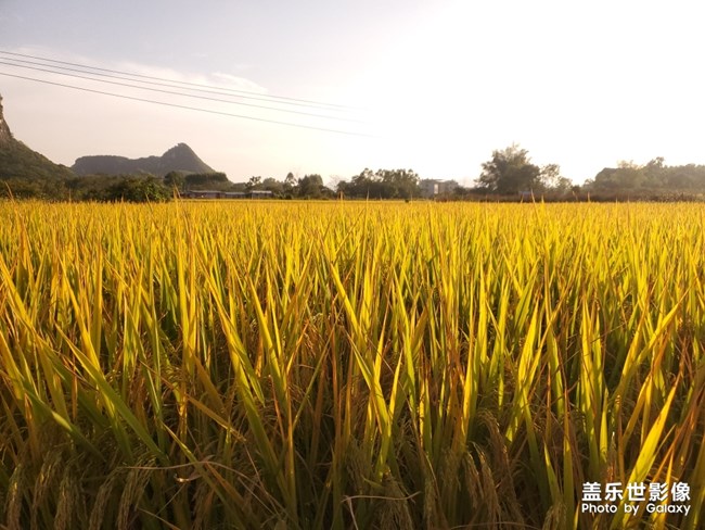 秋收和美味都不能错过