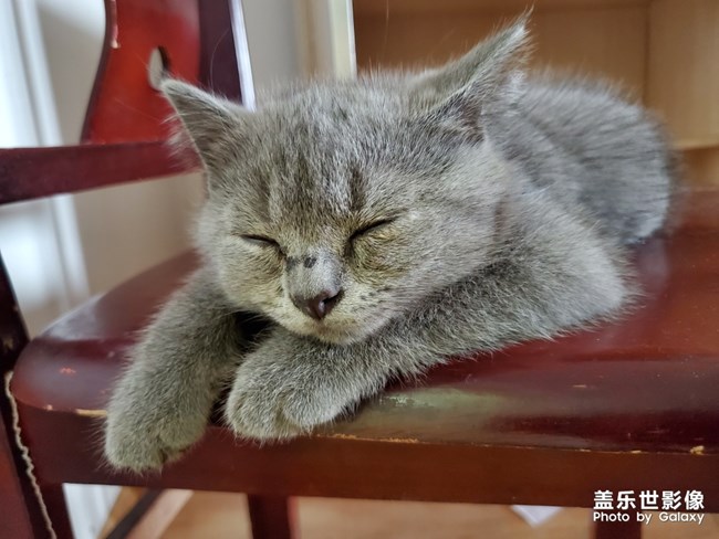 喵喵喵？英短的快乐