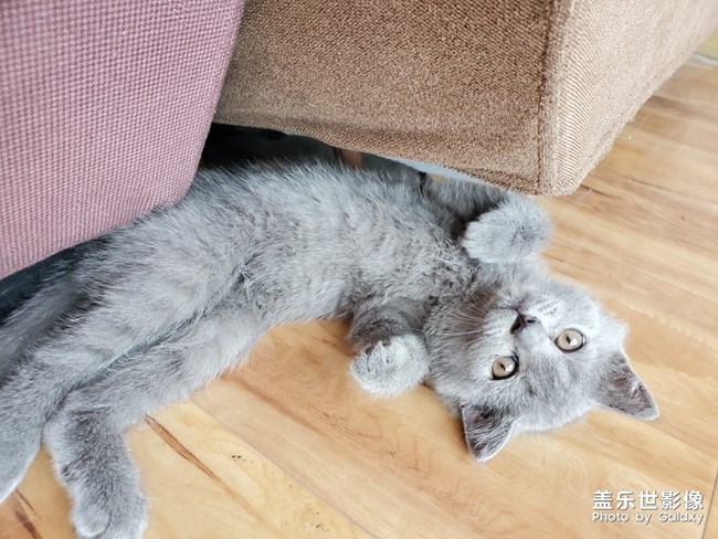 喵喵喵？英短的快乐