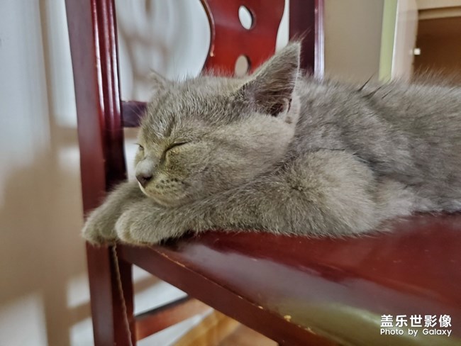 喵喵喵？英短的快乐