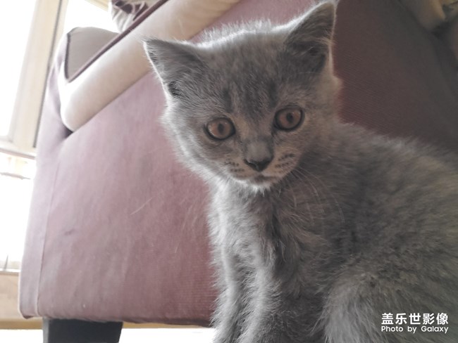 喵喵喵？英短的快乐