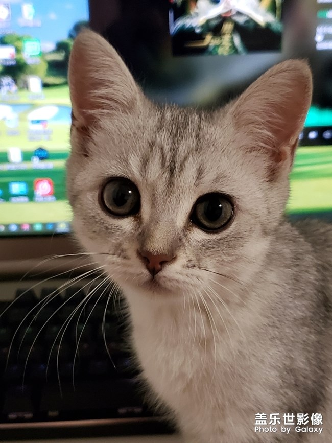 听说有人喜欢猫？