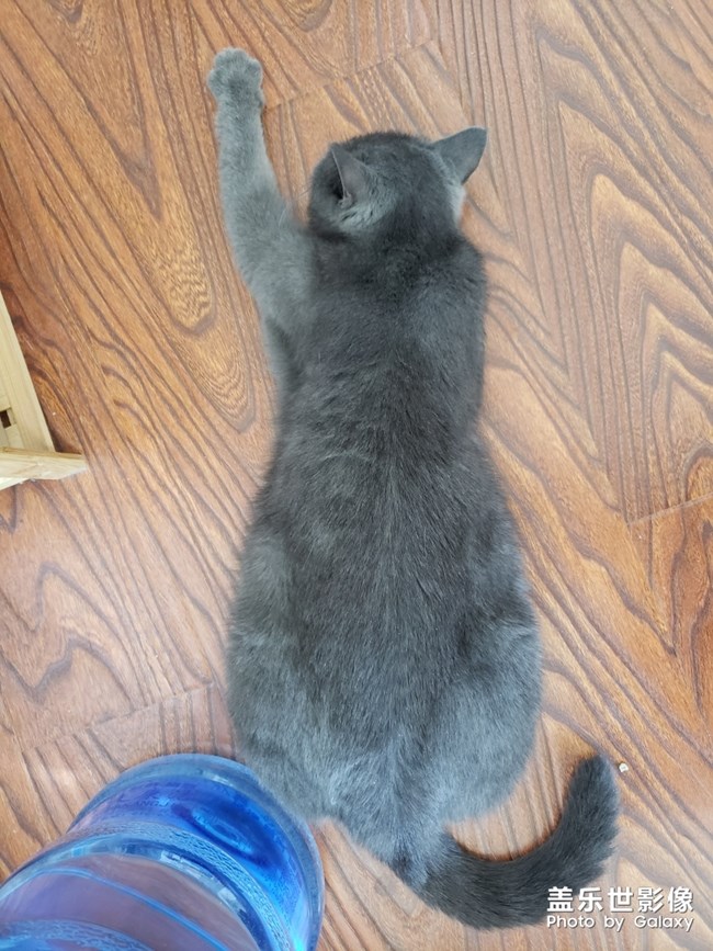 听说有人喜欢猫？