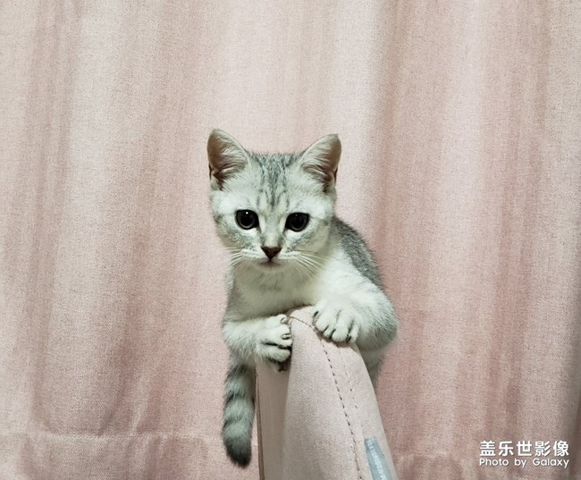 听说有人喜欢猫？