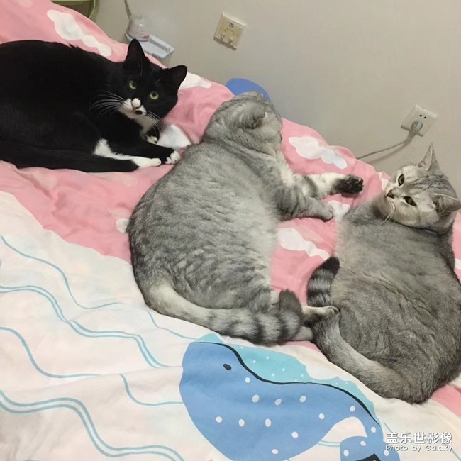 听说有人喜欢猫？