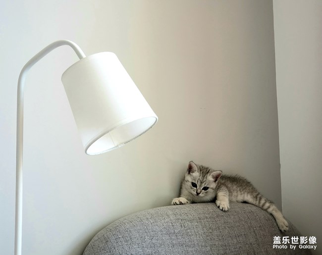 听说有人喜欢猫？